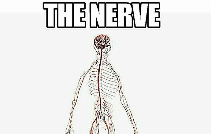 the nerve