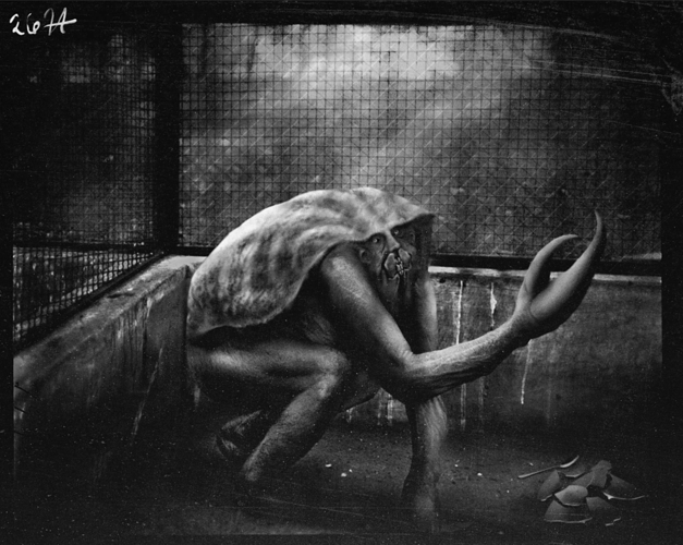 Screenshot 2023-03-16 at 18-53-29 human-carcinization.jpg (obraz WEBP 1024×816 pikseli)