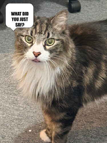WHAT DID YOU JUST SAY