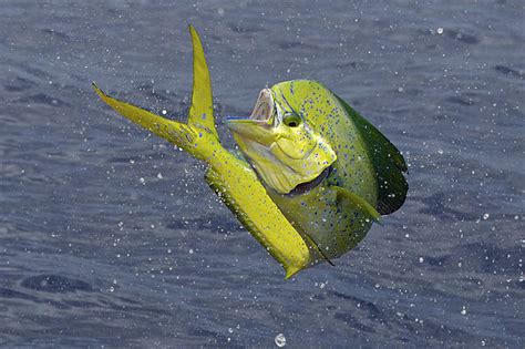 chicken dolphin