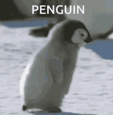 penguin-run