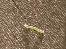 worm